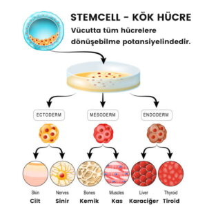 Penil Kök Hücre (Stemcell)